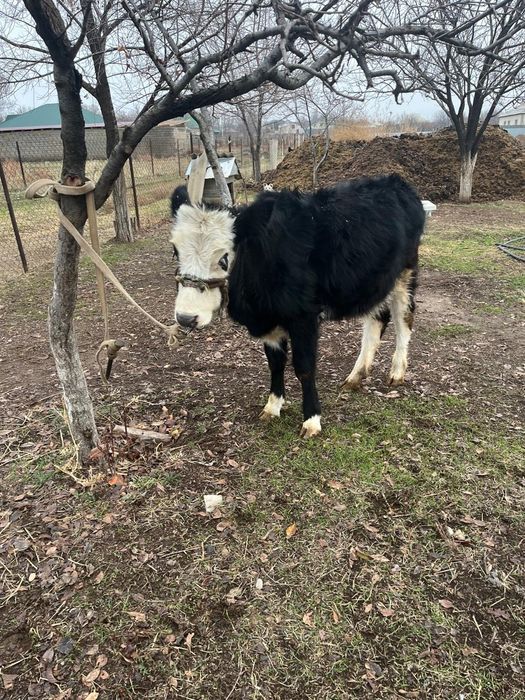 Бұзау сатылады 9 айлық