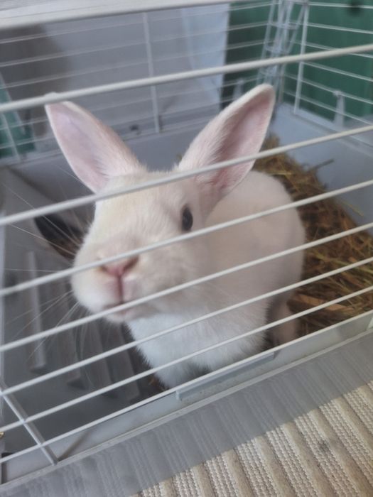 Кролик декоративный