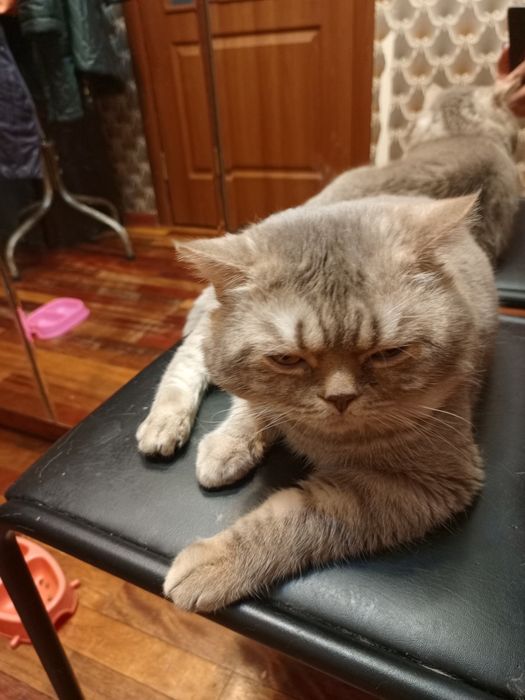 Шотландцы коты и кошки