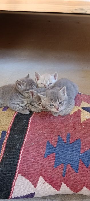 Британский котенок