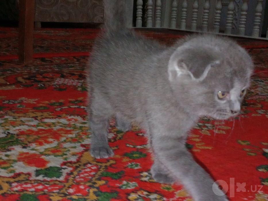 Mushuk Scottish fold