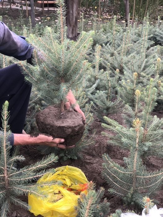 Ель голубая глаука