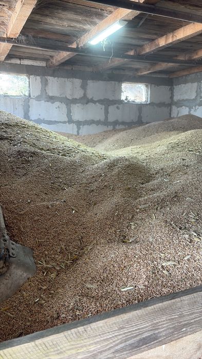 Ovaz negru pentru cai  soi Italienesc, triticale