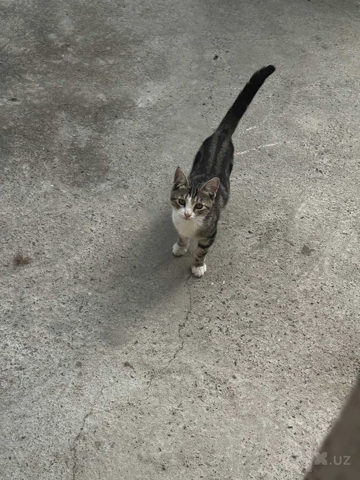 Отдам котят даром