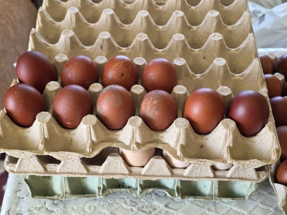 Ouă incubat Marans  negru arămiu