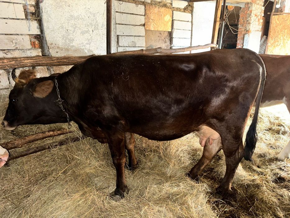 vand vaca de 5 ani gestanta de 8 luni jumate si juninca de 2 ani jumate gestanta 8 luni jumate