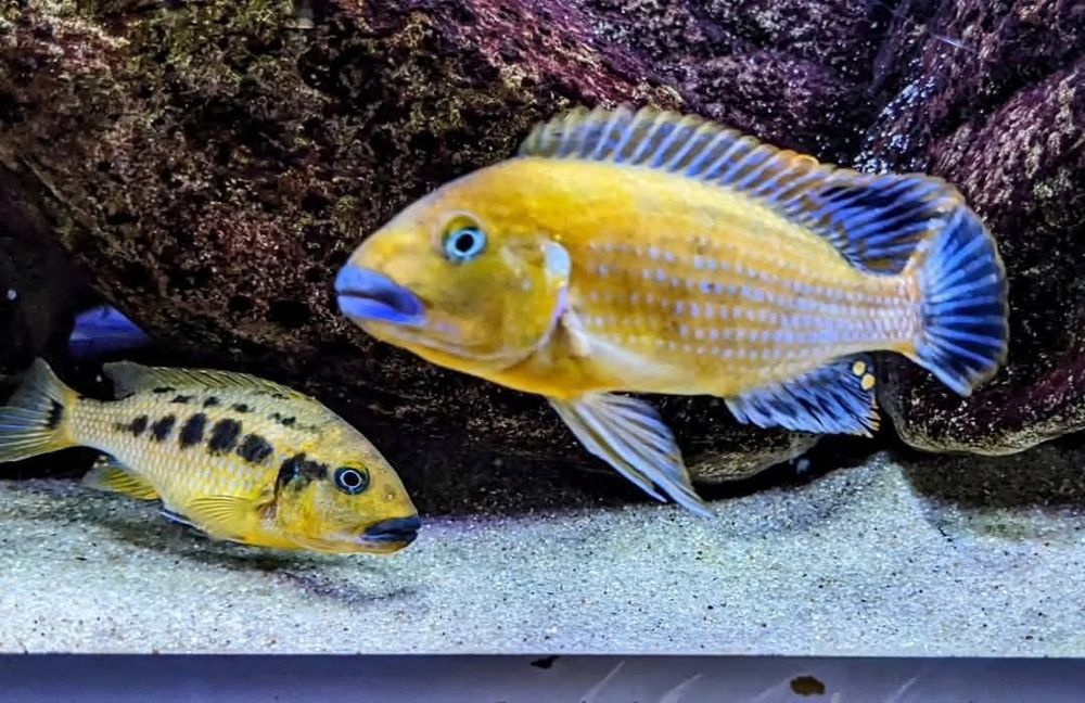 Африкански Цихлиди Малави