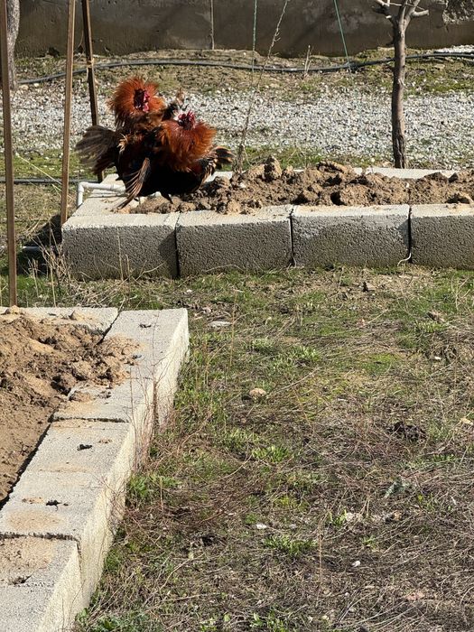 Карликовые петухи