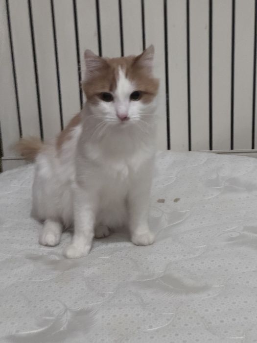 Отдам кота бесплатно