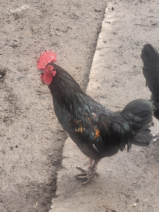 Продам обычных петухов