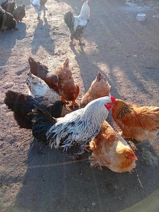 Продавам оплодени яйца от породата брама