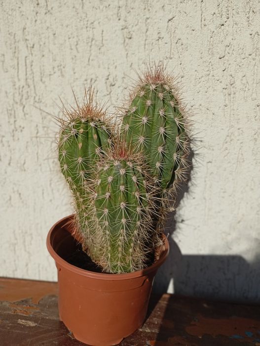 Домашни Отглеждани Цветя Алое Вера,Кактуси и други.