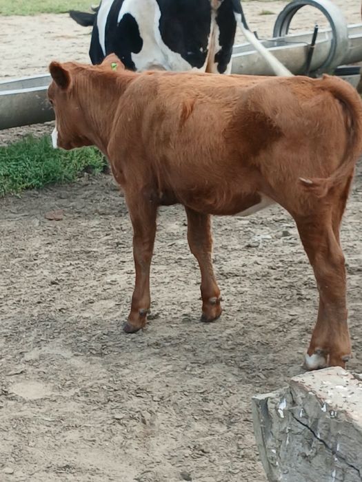 Продам 9 подсосных телочек