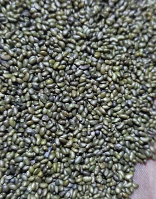 Жонышка джеа люцерны