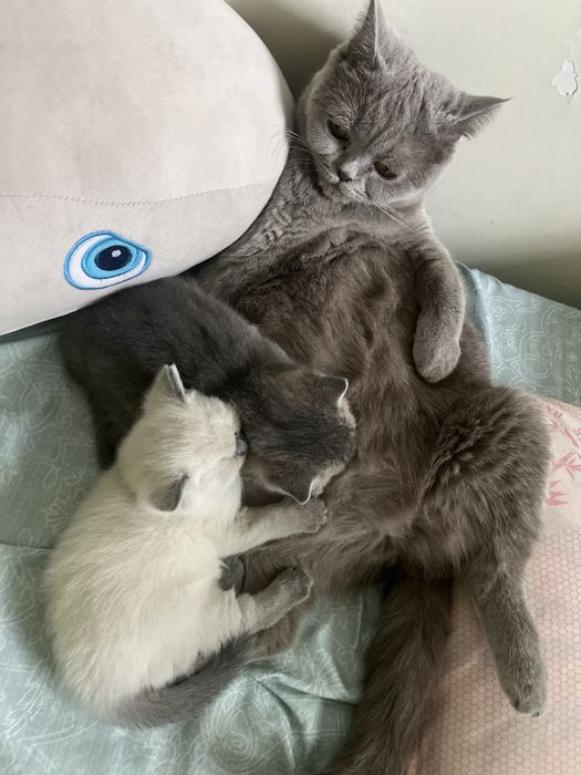 Шотландские котята