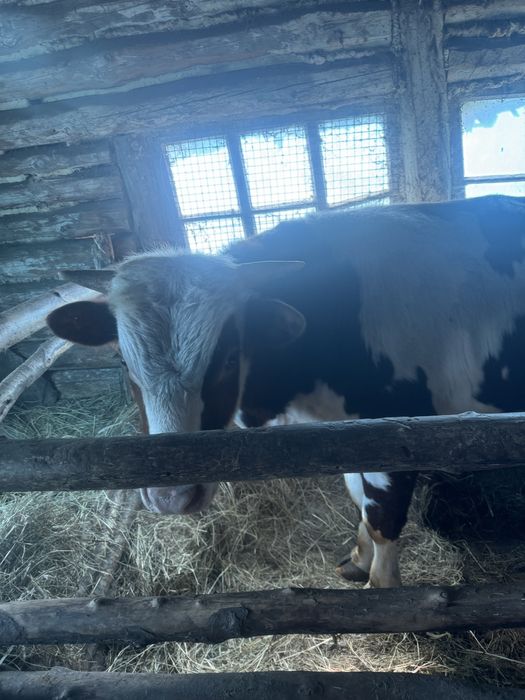 Продам быков …..