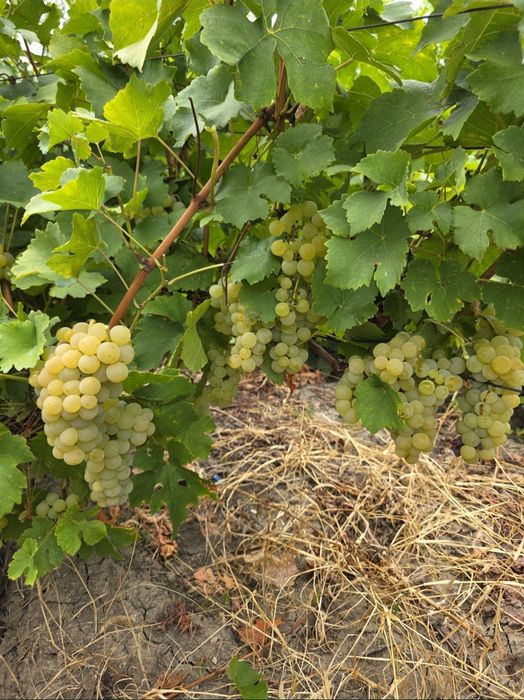 Vand struguri pentru vin si must