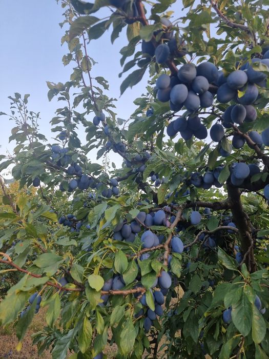 Prune de țuică și masa