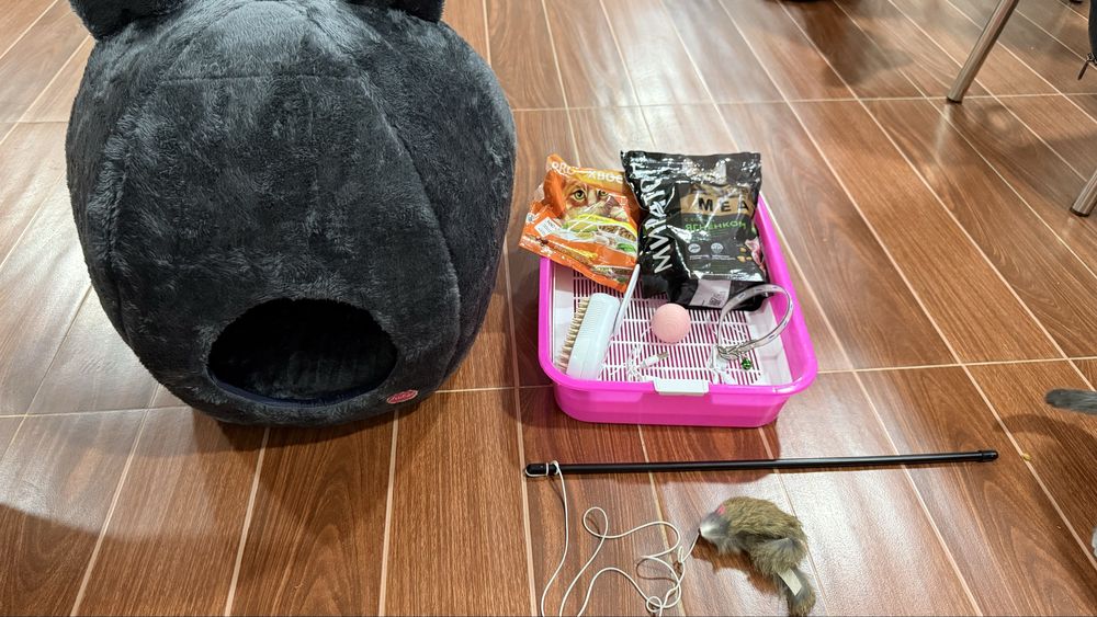 skotish fold kulrang