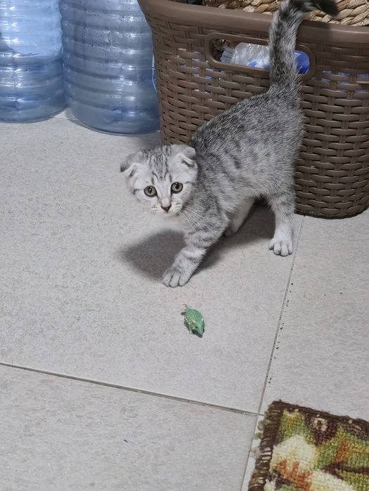 Продам котёнок вислаухую