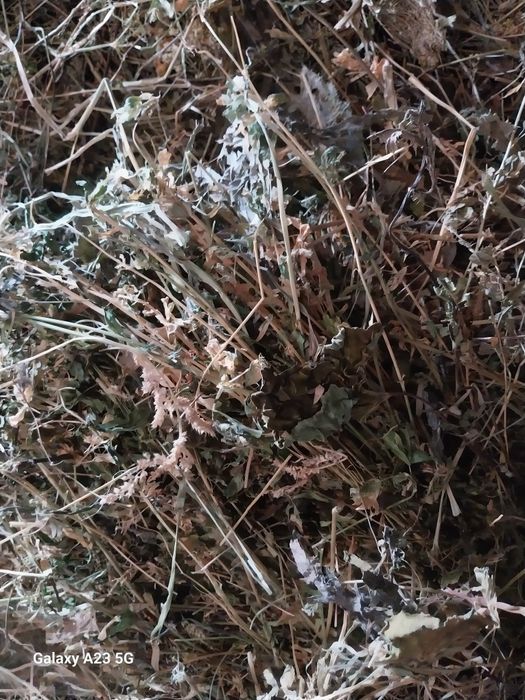 Vand baloti de lucerna