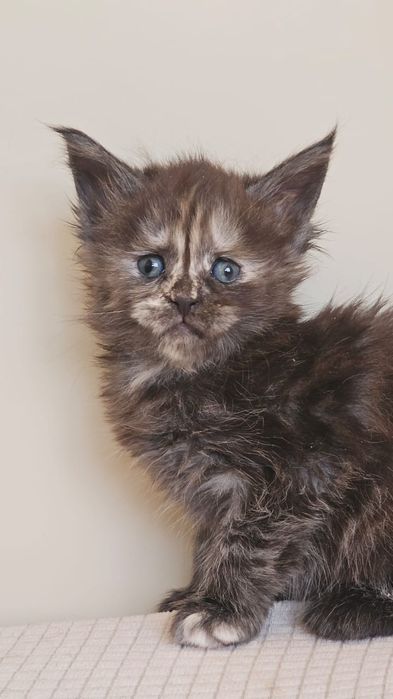 Топовые Котята Мейн-кун