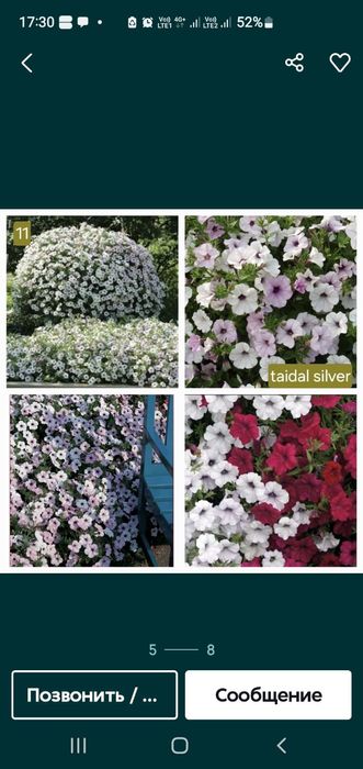 Петунья Тайдал вейв