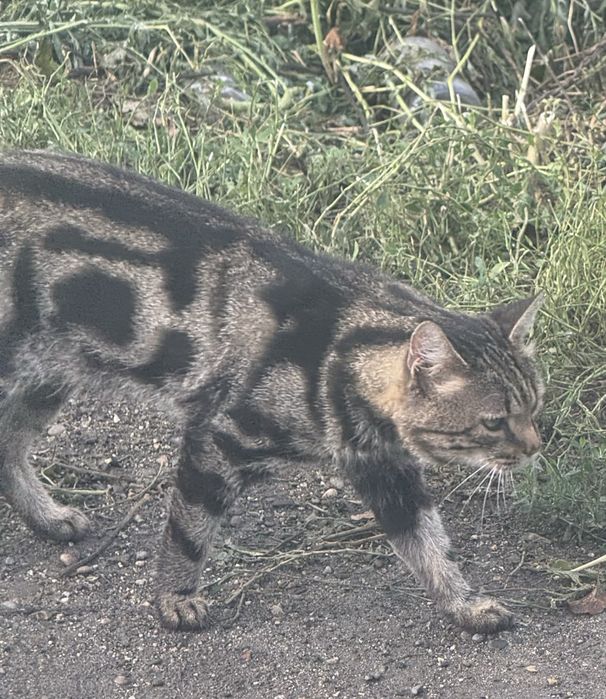 Отдам котят в хорошие руки