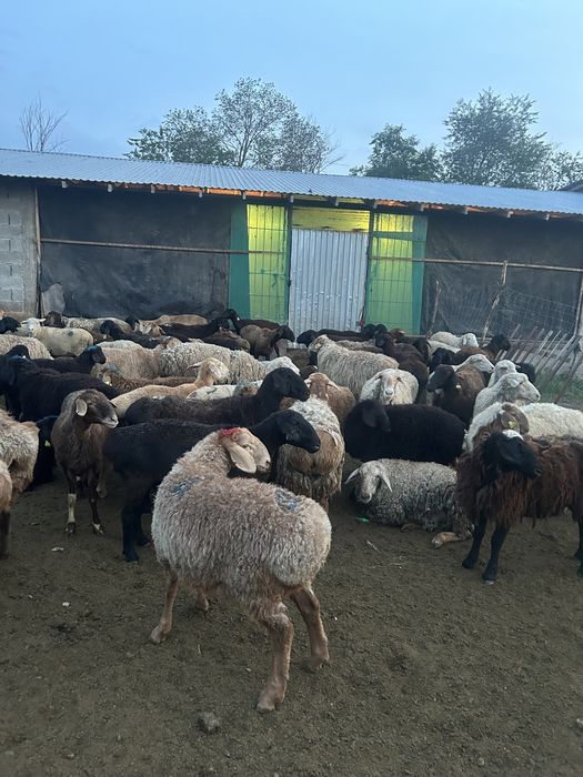 Продам баран. Кой сатылады. Семіз қой