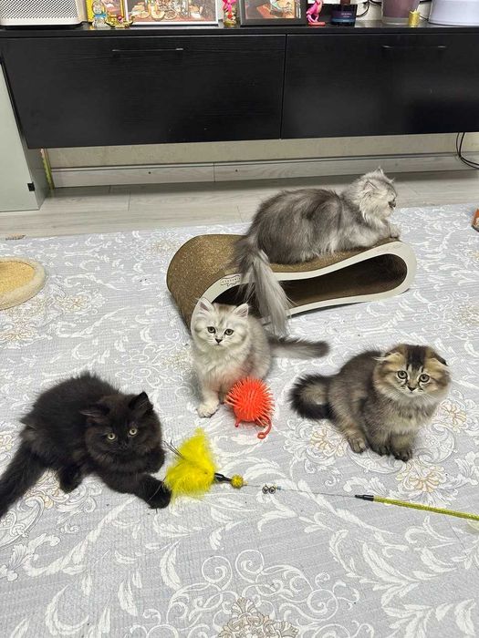 Шотландские длинношерстные котята - две девочки и мальчик