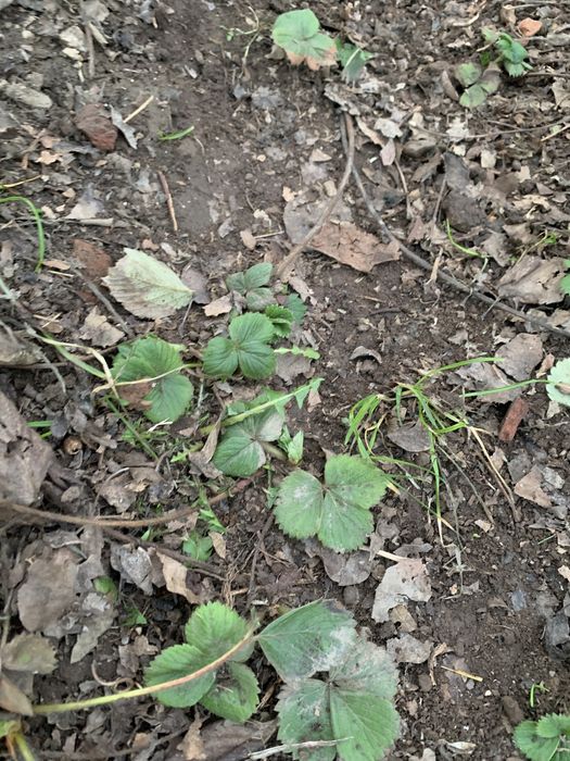 Прода кустики клубники