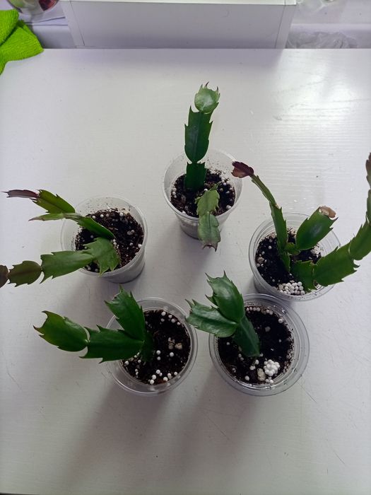 Отростки декабриста.