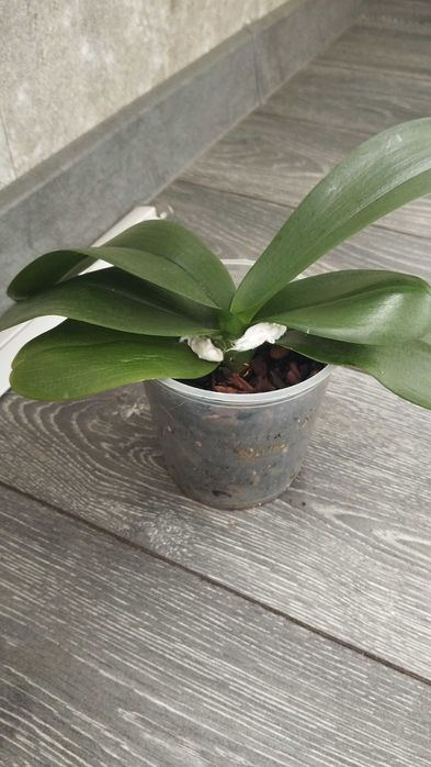 Орхидеи,комнатные растения