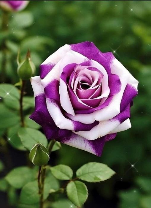 Trandafiri Tufa (Culori deosebite Intens Parfumați)