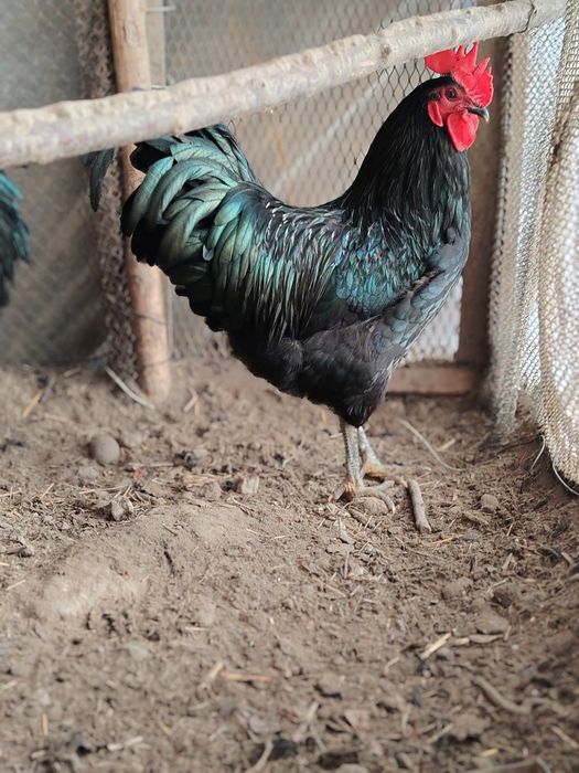 Zoti toza avstralop xo'rozlari tezda sotiladi