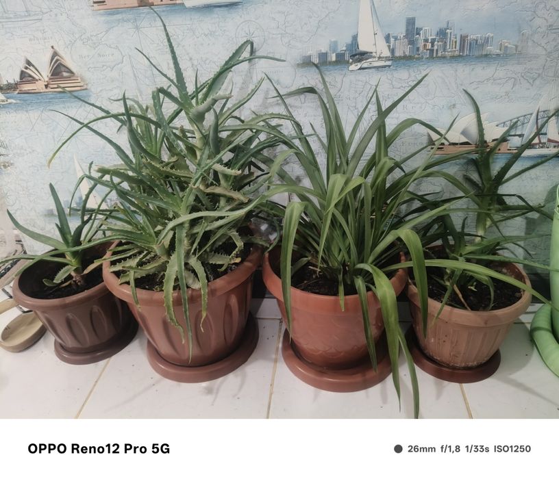 Цветы10штук с гарантиец