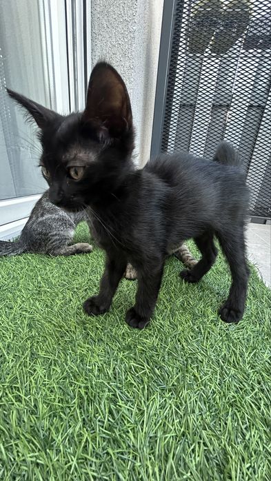 Pisicuti spre donatie