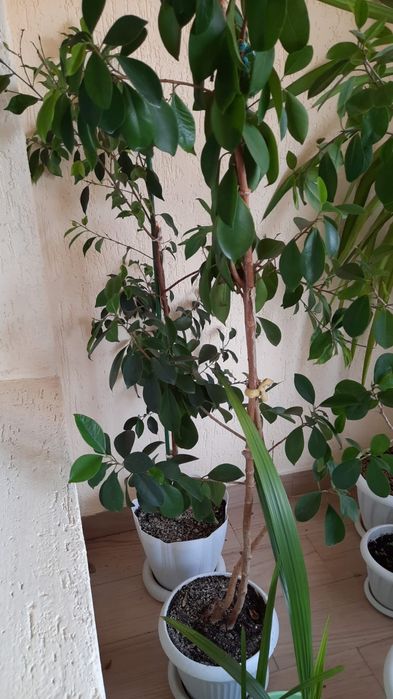 Продам Комнатные цветы