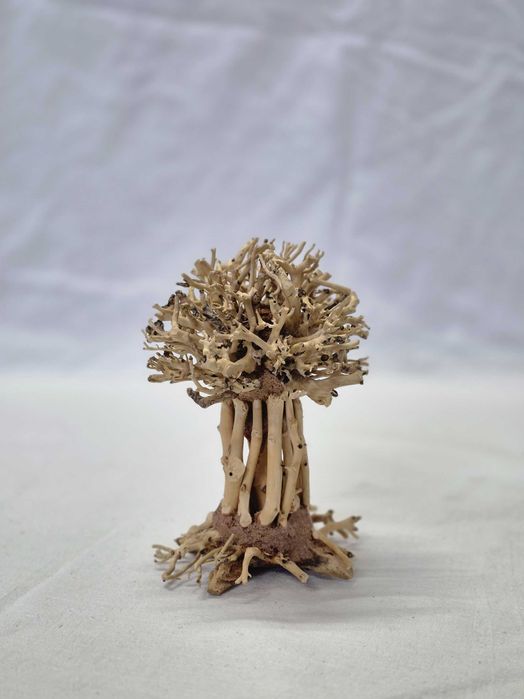 Продавам 100% естествено дърво Бонзай за декорация на аквариуми