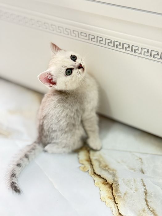 Породистые котята: британцы