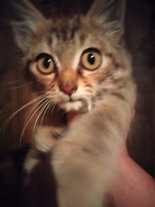 Котик в добрые руки