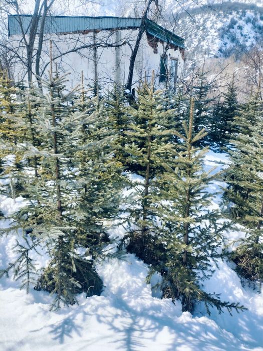 Ели голубые продам 2 метра