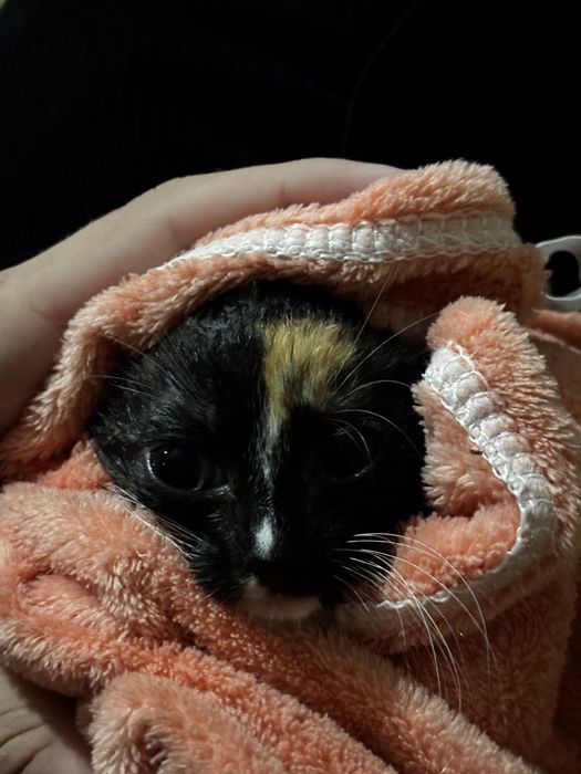 Отдам котенка в добрые руки