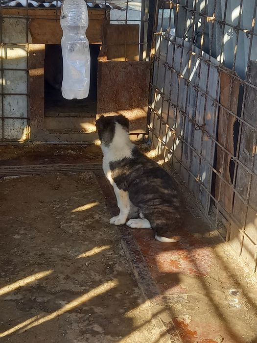 Сатылады еркек кушык