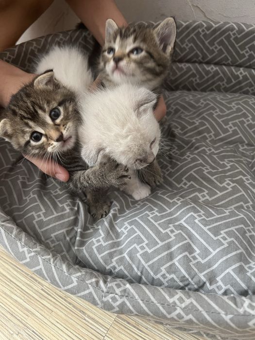 Продам котят срочно