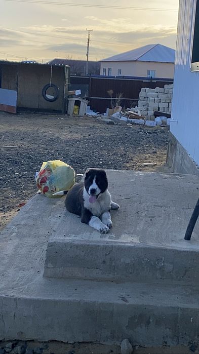 Ұрғашы күшік 3айлық