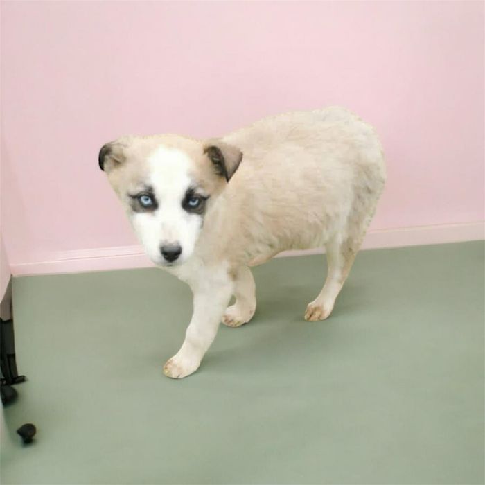 5 Căței metiș husky