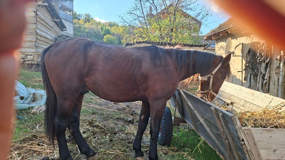 Vand cal in varsta de 9ani