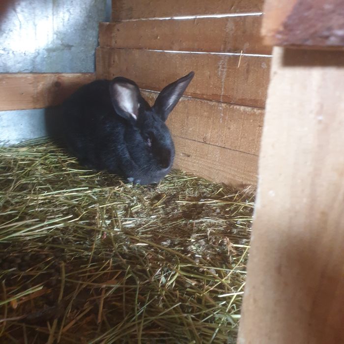 Vind iepuri rasa mixtä 100 lei buc