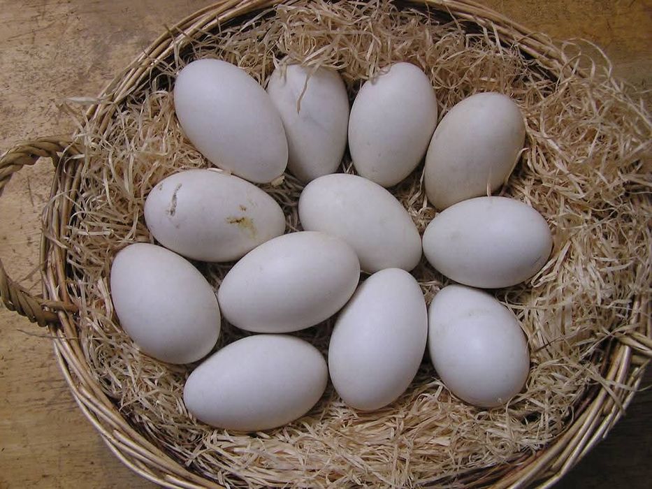 Ouă de incubat gaște